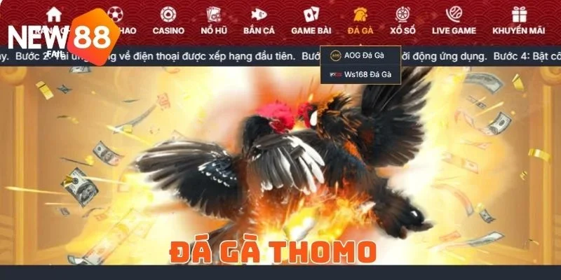 Đá Gà Thomo