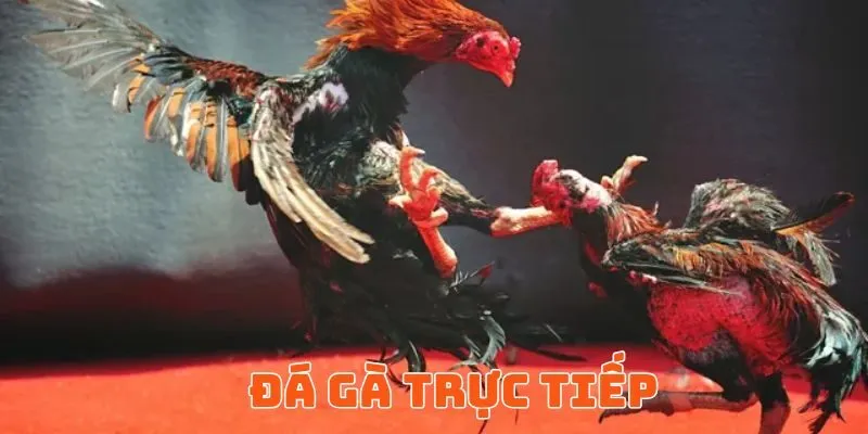 Đá Gà Trực Tiếp
